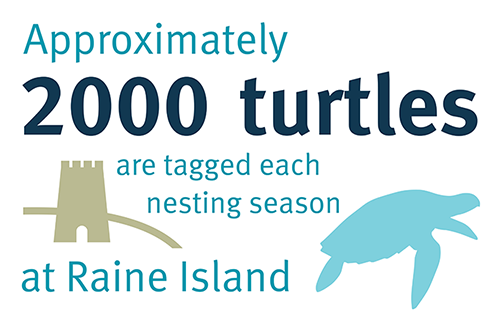 Approximately 2,000 turtles (Nam) are tagged each nesting season at Raine Island (Bub warwar kaur)