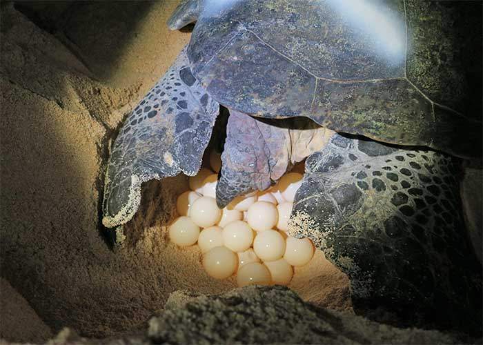 Green turtle laying eggs