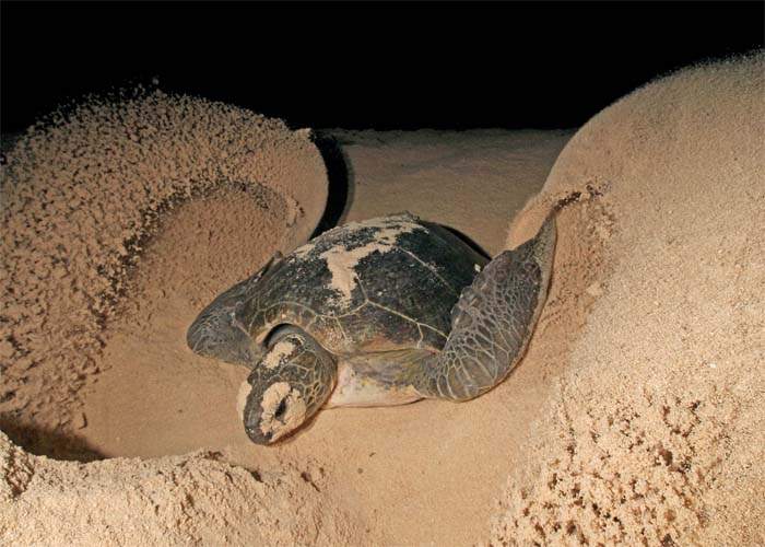 Turtle (Nam) digging a body pit