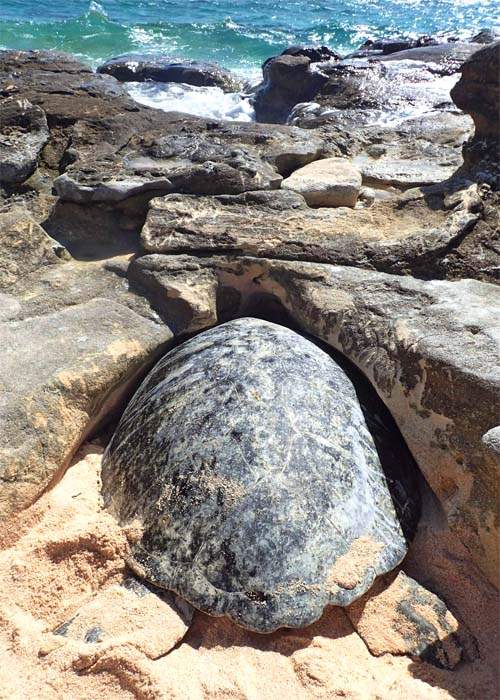 Turtle (Nam) trapped in rocky ledge