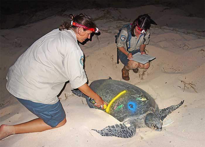 Marking turtles to look at nesting rates