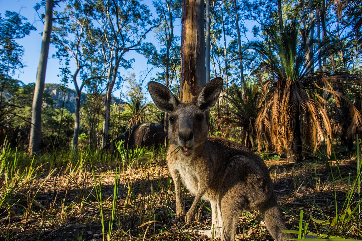 Curious wallaby gazes into camera lens surrounded by forest.