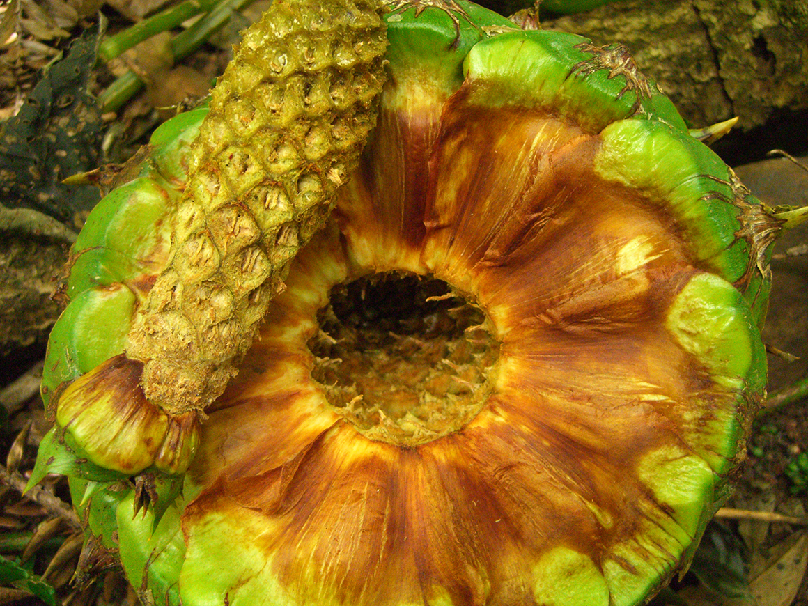 Close-up view of cross-section of bunya cone with outer green layer like a pineapple and inner brown segments.