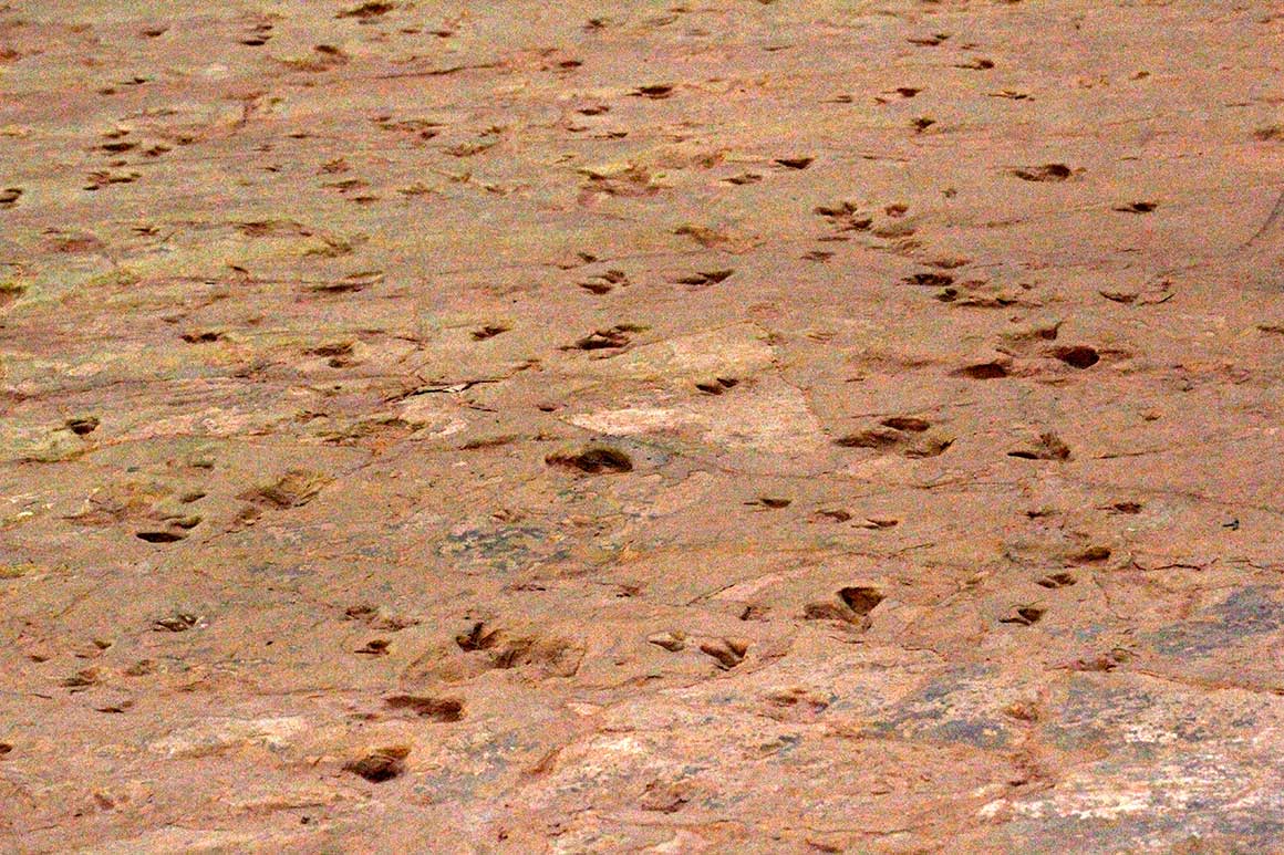 Rock surface covered in deeply-incised distinct dinosaur footprints. 