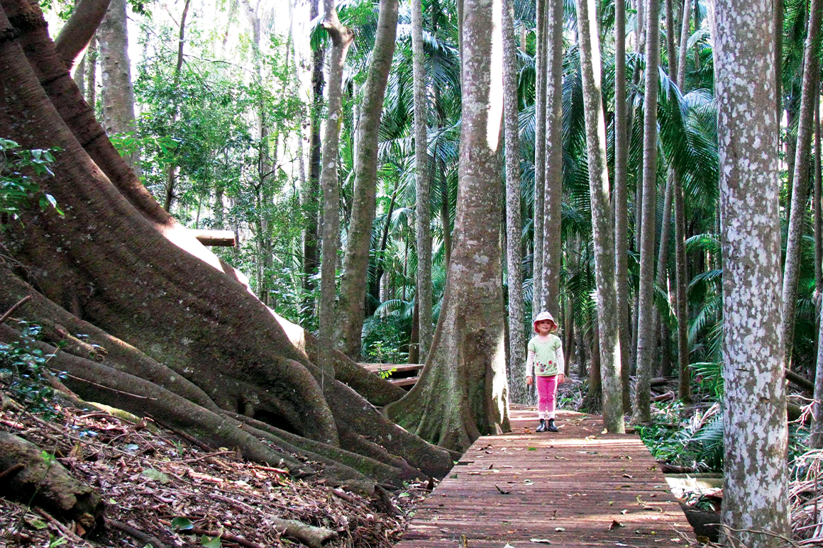 Child walks on boardwalk surrounded by tall forest.