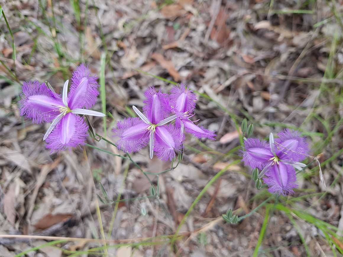 Delicate purple lilies with fringed petals growing on slender stems rising from leaf litter on ground. 