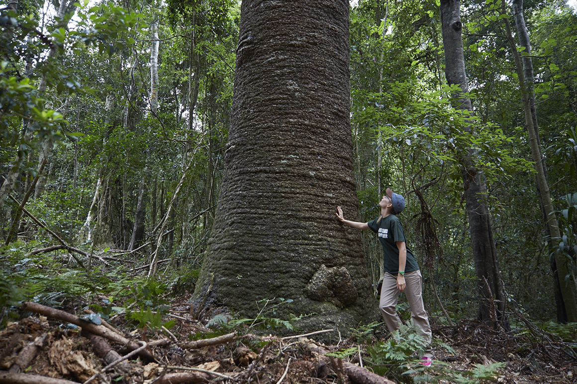 Young woman standing on track at base of trunk of huge Bunya pine, hand leaning on the rough-barked trunk, while surrounded by forest.