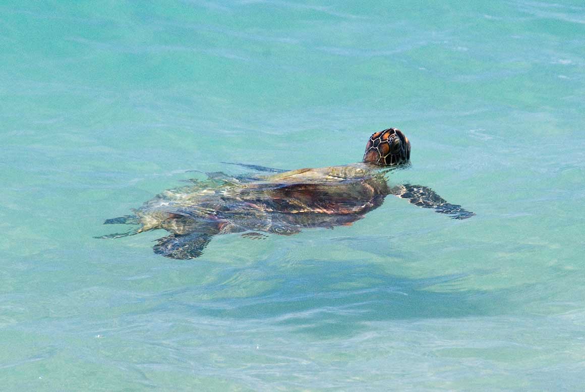 A marine turtle bobs its head out of the shallow blue-green ocean. 