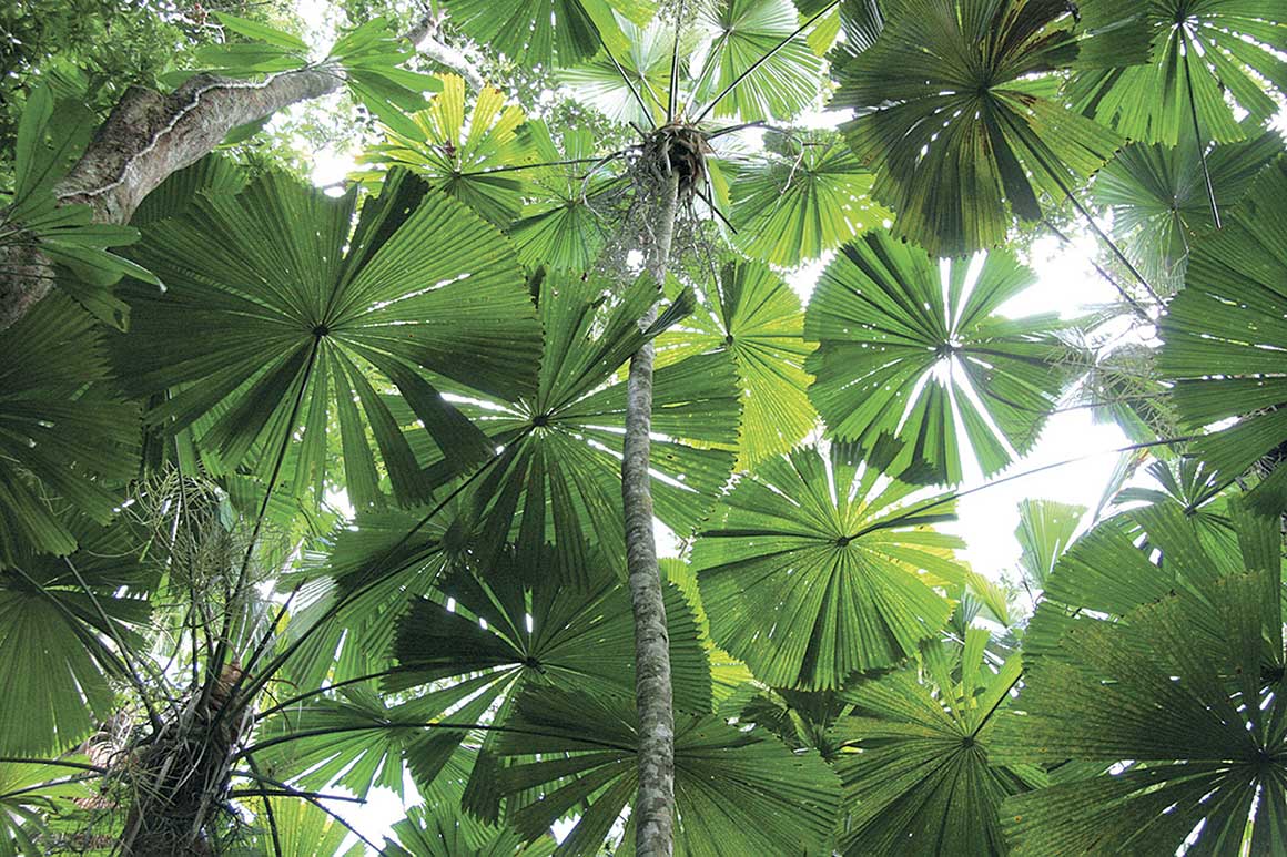 Umbrella-shaped palm fronds atop long slender trunks create a dapped canopy filtering out the sunlight