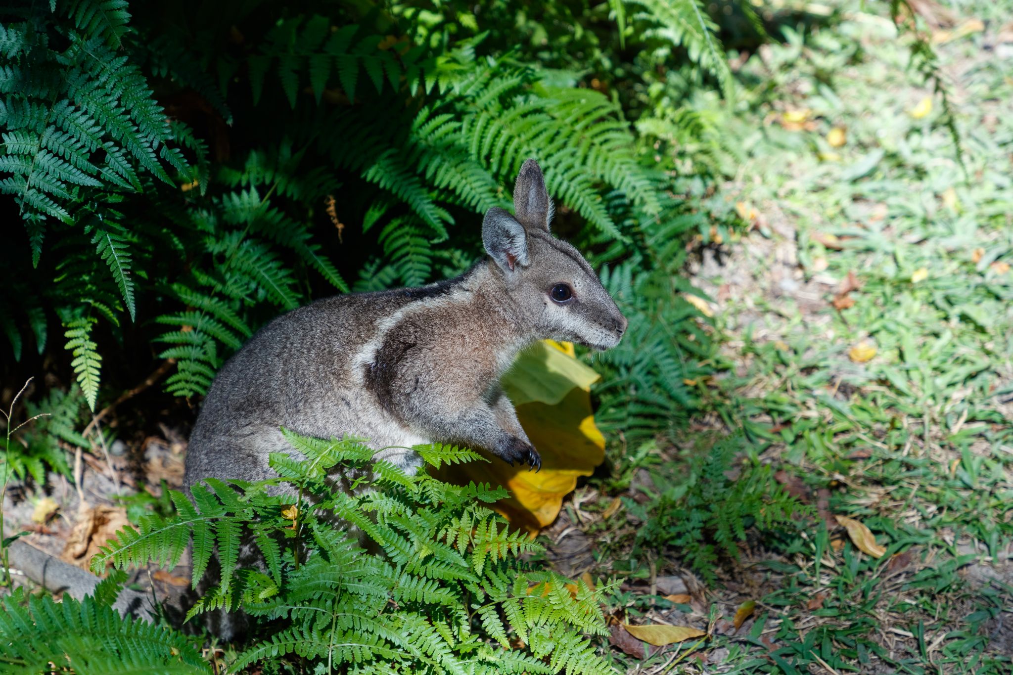 Bridled nailtail wallaby in the bushes.