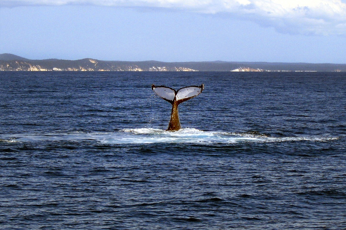 White tail flukes with black edging stand gracefully  tall above the dark blue ocean surface as the humpback whale dives.