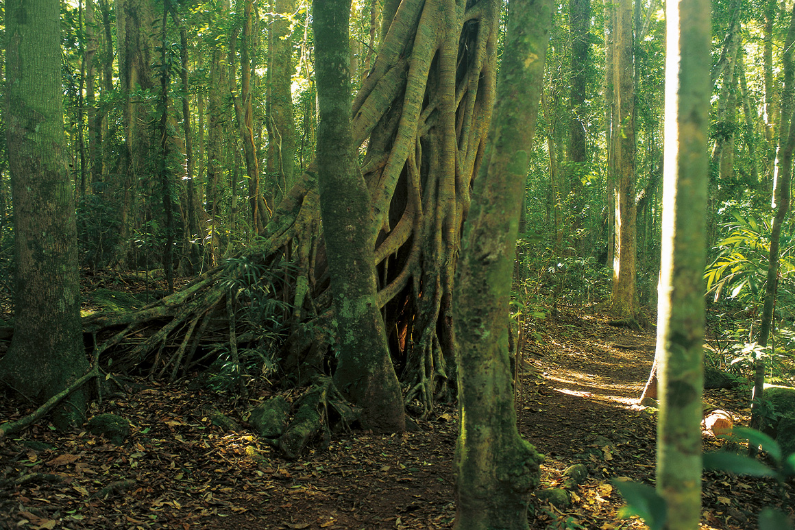 A walking track winds through green, lush rainforest passing vines and strangler figs.