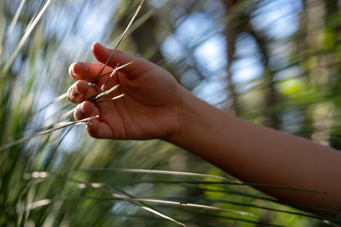 Person’s hand gently touches grass stalks.