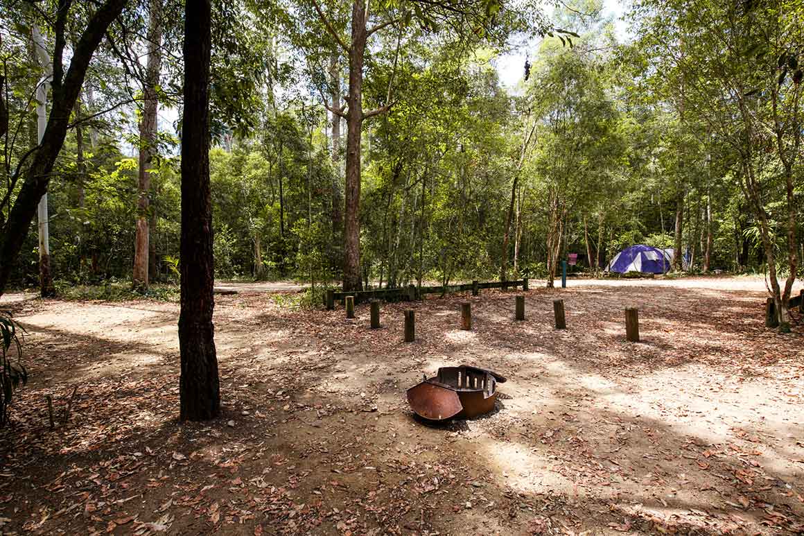 A fire ring and logs defining a camping area in a leaf-litter carpeted clearing are surrounded by the green foliage of open forest. 
