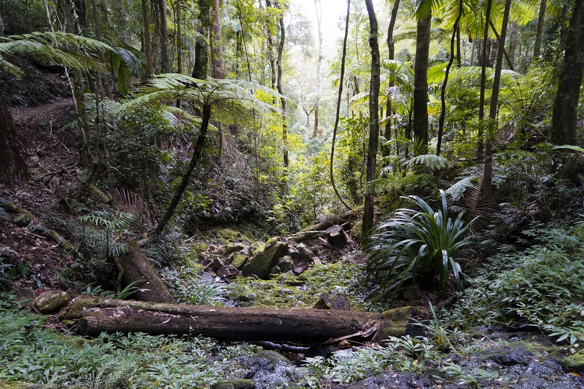 Pale sunlight filters through the cool green canopy of slender-trunked tree ferns towering over an understorey of ferns and fallen logs.