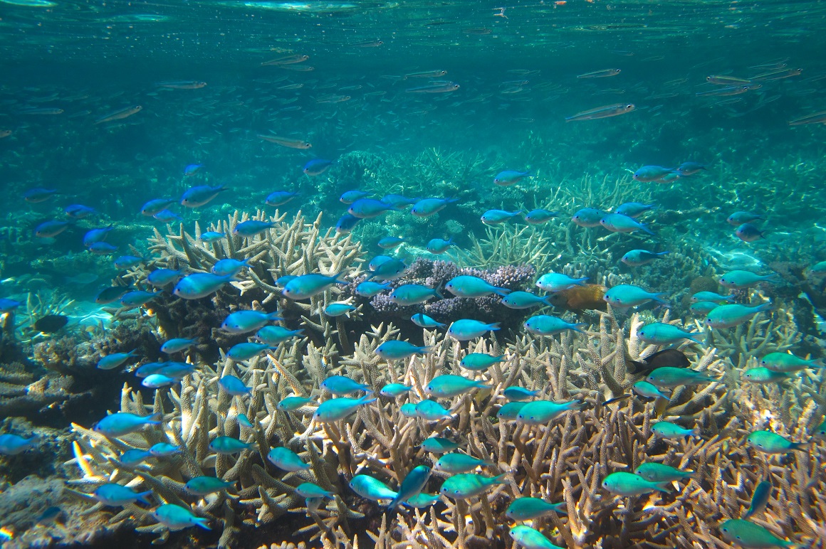 Bright blue fish dart amongst staghorn corals against a backdrop of clear shallow reef waters.