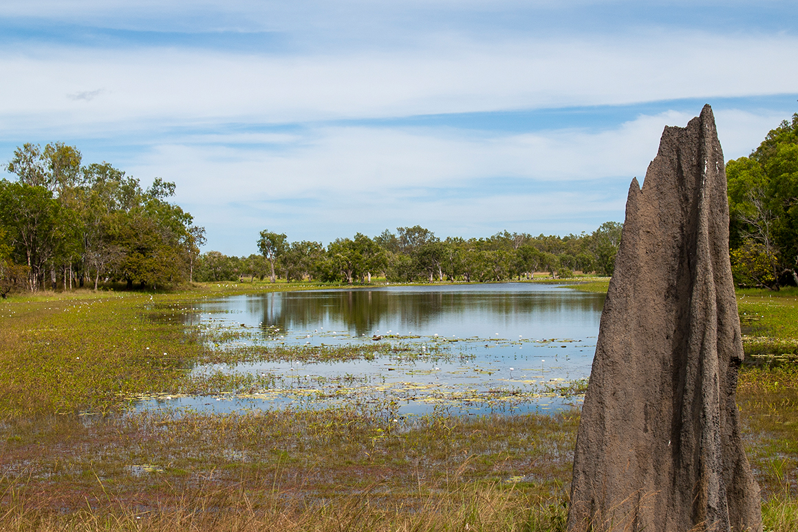 A termite mound stands in foreground with lagoon fringed by woodland in background.