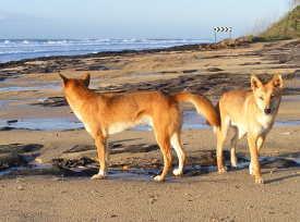 Conservation of the Fraser Island dingo is of national significance.