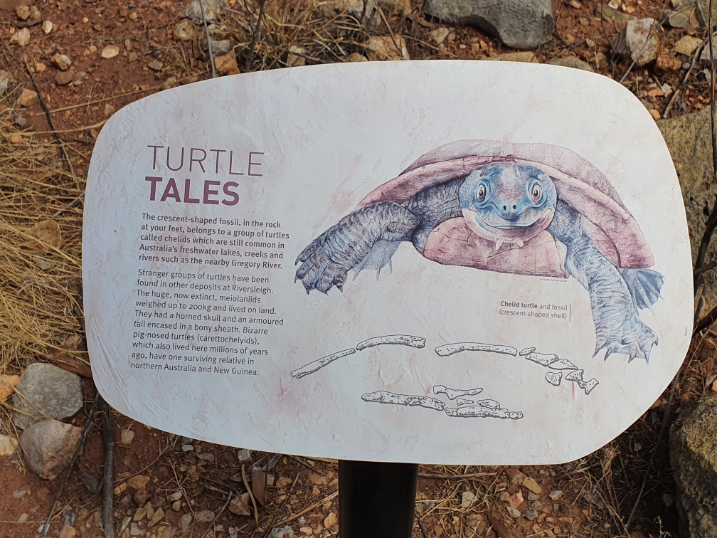 Interpretive sign placed in front of fossil-bearing rock alongside a walking track explains about turtle fossils. 
