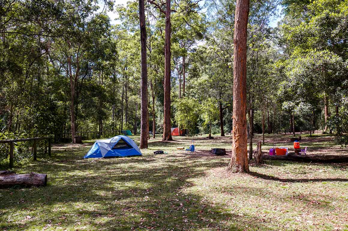 Small blue tent is dwarfed by tall timbers of the open forest that surrounds an open grassy clearing.