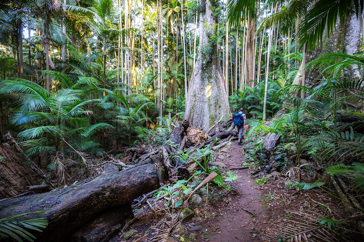 Tall slender trunks of piccabeen palms filter the sunlight, ferns and palms fringe the walking track and a lone bushwalker passes a broadly-buttressed rainforest tree.
