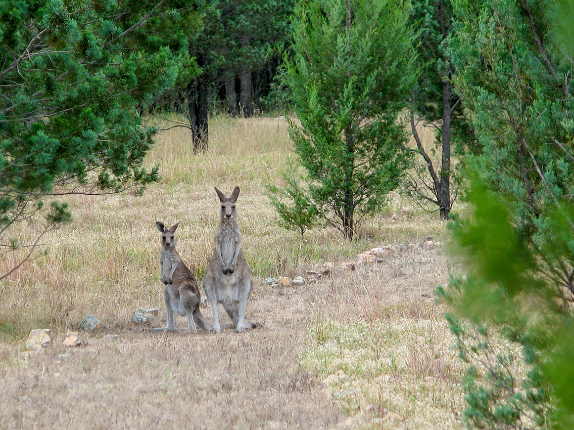 Two kangaroos sit on a walking track looking towards camera. 