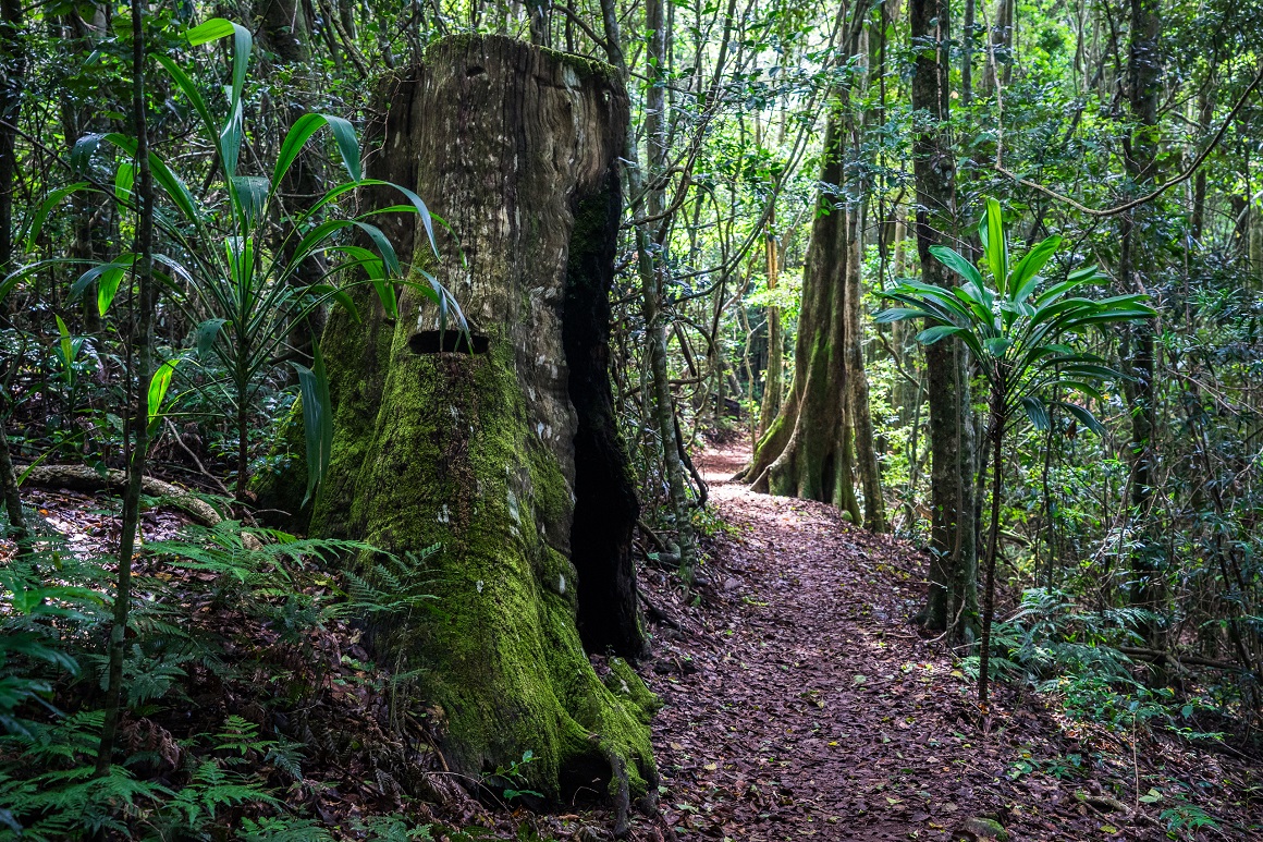 A leaf-litter carpeted walking track meanders through tall buttressed trees and lush rainforest foliage.