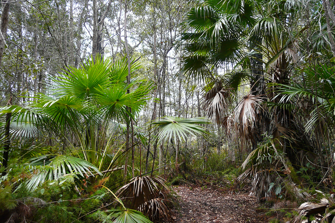 Bright green foliage of fan palms fringe the leaf-littered track, against a backdrop of open woodland.