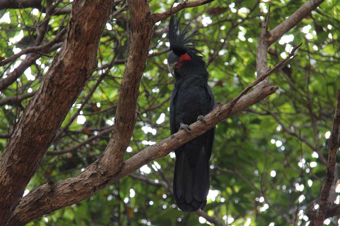 Glossy black palm cockatoo, with red cheek and crest displayed, perches on tree branch.